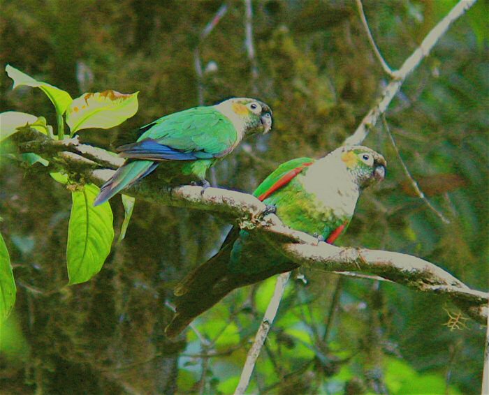 Podacarpus National Park, Zamora Chinchipe, Ecuador - Feb 21, 2007 © Susan Brown